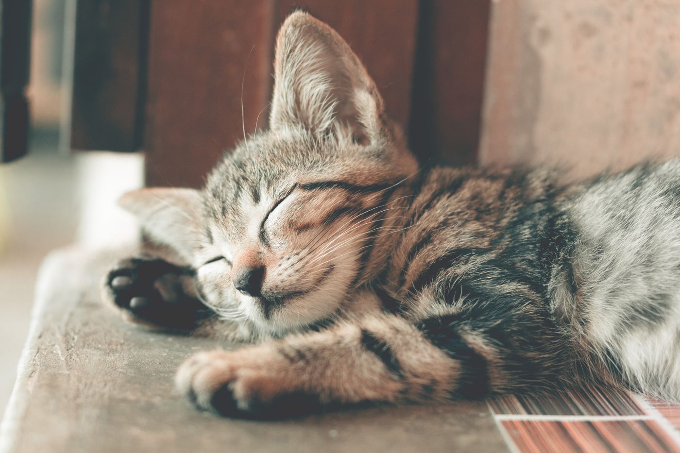 A cat at rest